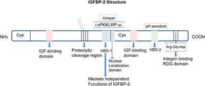 IGFBP-2 Signaling in the Brain: From Brain Development to Higher Order Brain Functions